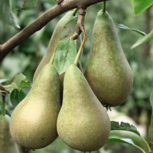 Thompson & Morgan Conference Pear Fruit Tree, 4 Litre Potted Plant