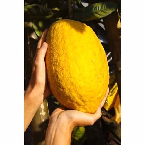 Thompson & Morgan Citrus Medica Cedro Ornamental Citrus Tree with Aromatic Fruits and Fragrant Flowers, 2 x 20cm Pots