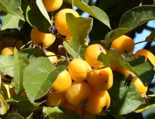 Direct Plants Malus Butterball Crab Apple Fruit Tree, 183 cm Tall, 12 Litre Pot