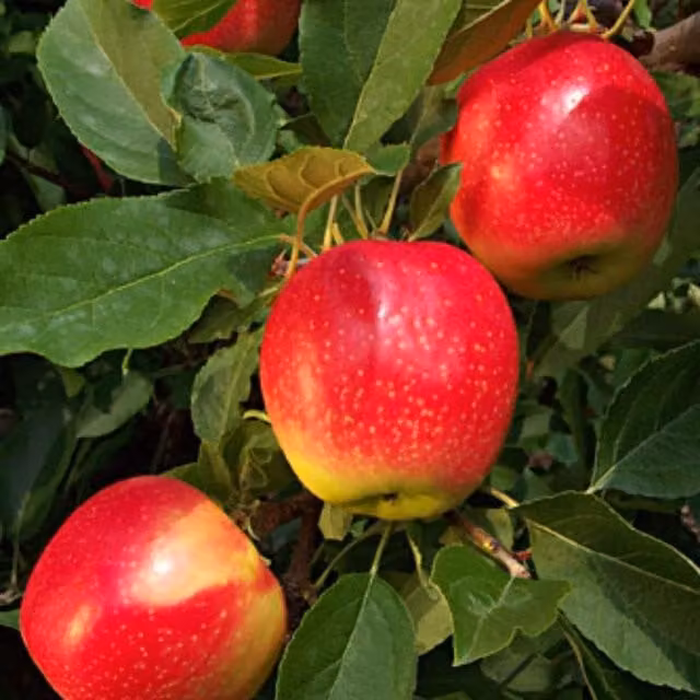 Directplants Gala Apple Fruit Tree, Red, 182.88 cm, 12L Pot