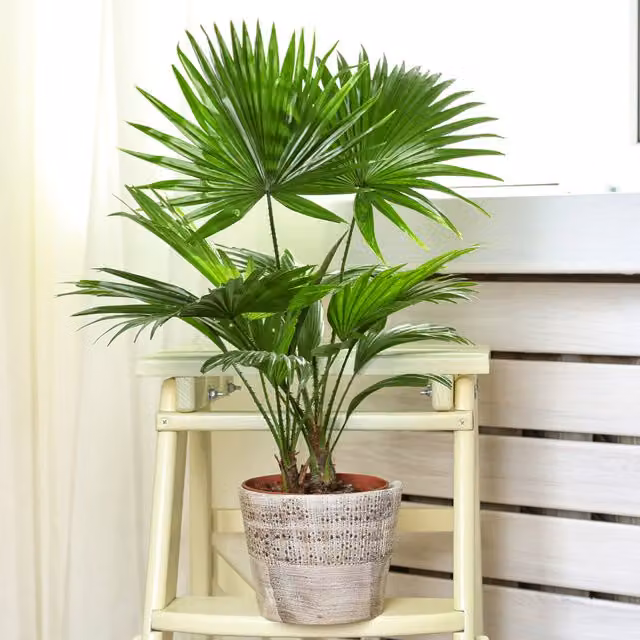 GardenersDream Livistona Palm Indoor House Plant, Green/Grey