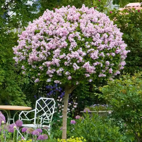YouGarden Syringa Palibin Standard Lilac Tree, Pink and Green, Height: 120 cm, 3 L Pot