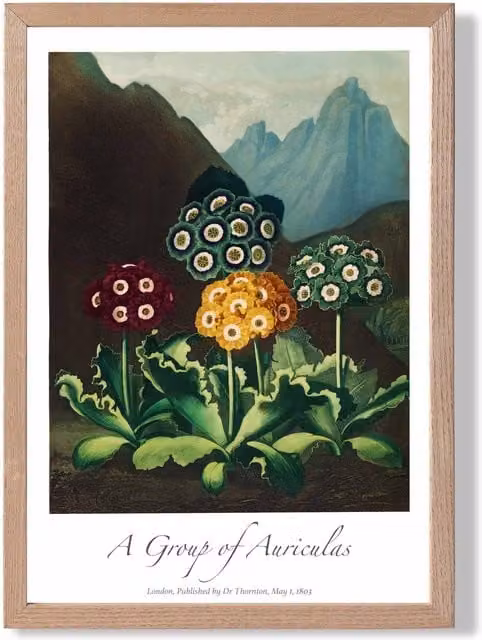 ARTZE Vintage Floral Auricula Flowers Framed Botanical Illustration Print, Multicolour, Oak Frame, A3