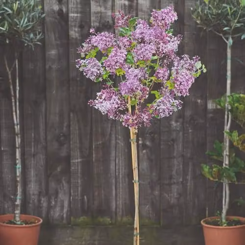Thompson & Morgan Lilac Palibin Standard Dwarf Tree with Mauve-Pink Blooms, 2 x 2 Litre Potted Plants