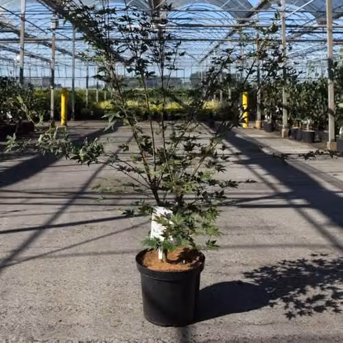 Thompson & Morgan Acer palmatum Brown Sugar Japanese Maple Tree with Reddish-Brown Foliage, 10 Litre Pot