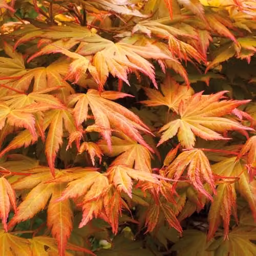 You Garden Japanese Maple Acer palmatum Orange Dream Ornamental Tree, 3L Pot