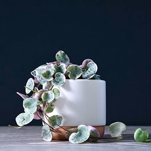 Thompson and Morgan Variegated String of Hearts Ceropegia woodii Succulent Indoor House Plant with Green and Pink Foliage in 8cm Pots