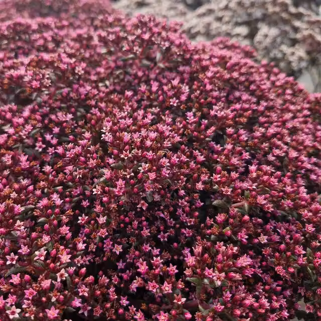 Marshalls Garden Crassula Starlights Ruby Red and Pink Potted Succulent Houseplant