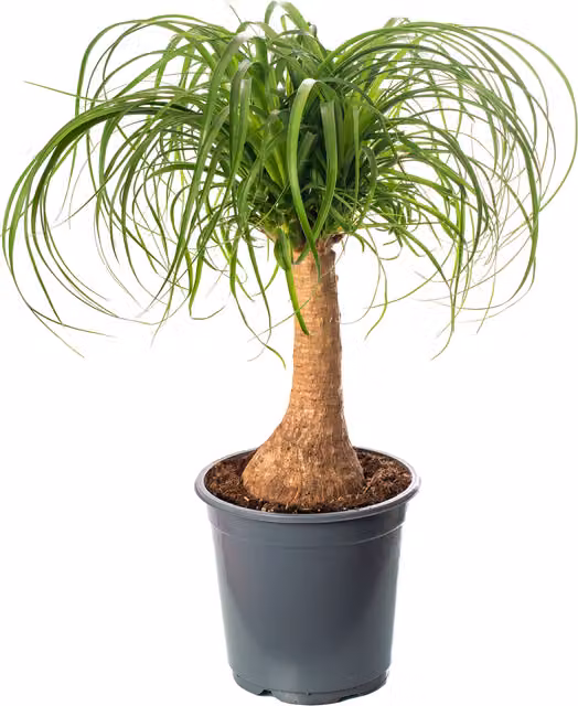 GardenersDream Beaucarnea Nolina Green Exotic Indoor House Plant, Height: 65 cm