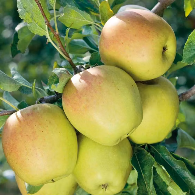 Marshalls Garden Patio Golden Delicious Apple Fruit Tree, Yellow and Green