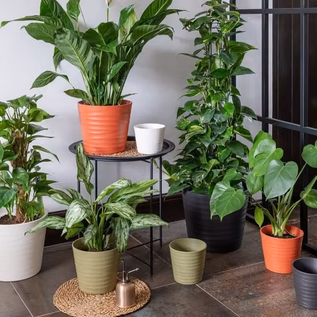 Ivyline Oslo Olive Taper Ceramic Tabletop Planter in Green or Anthracite, H: 27 cm, D: 32 cm