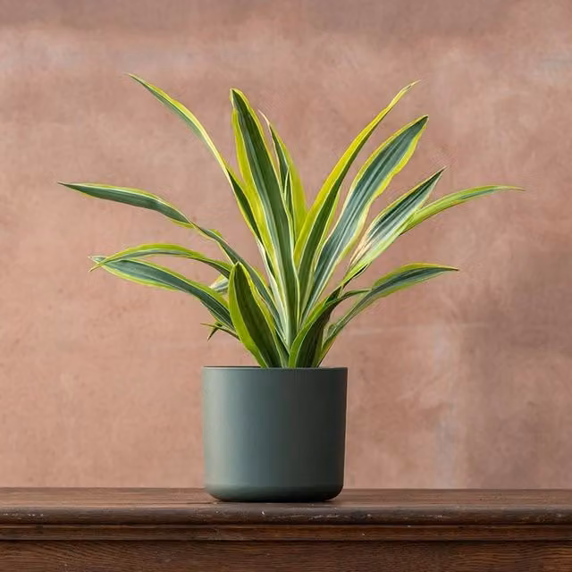 Primrose Dracaena Fragrans Lemon Lime Dragon Indoor House Plant in a Green 17cm Pot, Height: 50 cm