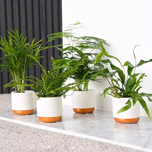Thompson and Morgan Green Tropical Foliage Houseplant Starter Mix Collection of 3 Easy to Grow Perennial Indoor Plants in 6cm Pots