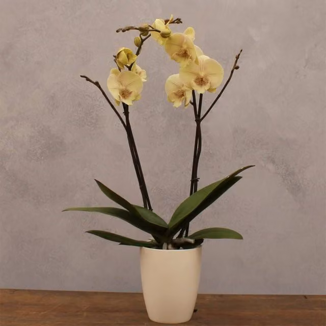 Primrose Optistar Turner Yellow Phalaenopsis Moth Orchid Indoor Plant in a 12cm Pot
