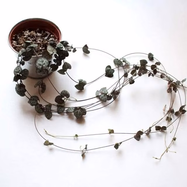 Thompson & Morgan Potted String of Hearts Ceropegia Woodii Green Succulent Indoor Plant
