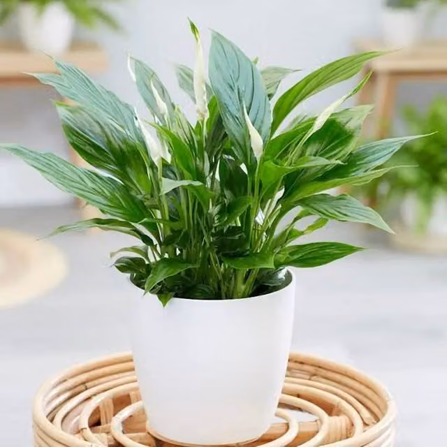 Primrose Spathiphyllum Peace Lily Indoor Flowering Houseplant in a 9cm Pot, Height: 30 cm, Green and White