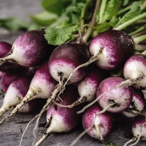 Thompson & Morgan Radish Diana Seeds with Two-Toned Purple and White Roots