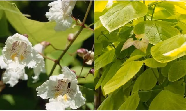 Direct Plants Catalpa Aurea Golden Indian Bean Tree, 50-60cm in a 5 Litre Pot, Green and Gold