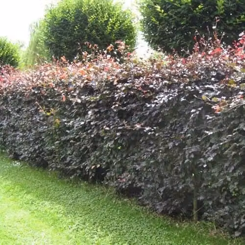 F&G Supplies Purple Copper Beech Hedging Plant, Fagus Sylvatica Atropunicea, Semi-Evergreen Bare Root Saplings, Height: 90-120 cm