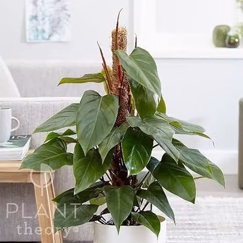 Plant Theory Philodendron Erubescens Red Emerald Indoor Plant with 19cm Pot