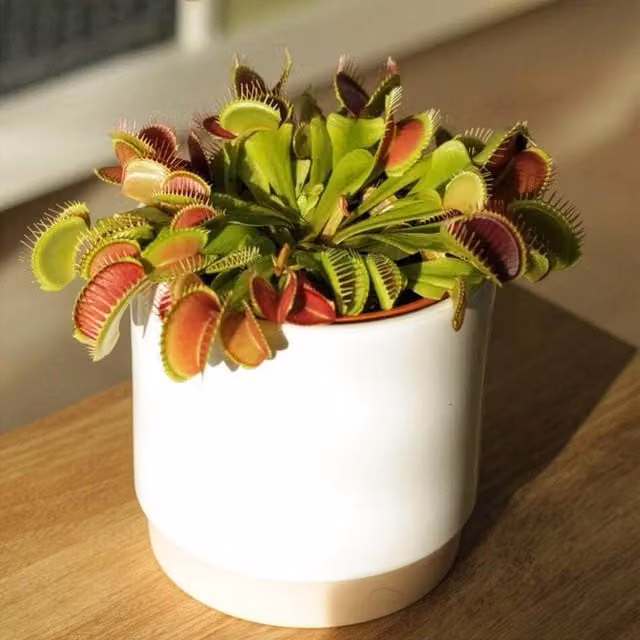 Primrose Plant Theory Dionaea Muscipula Indoor Venus Fly Trap in a 12cm Pot