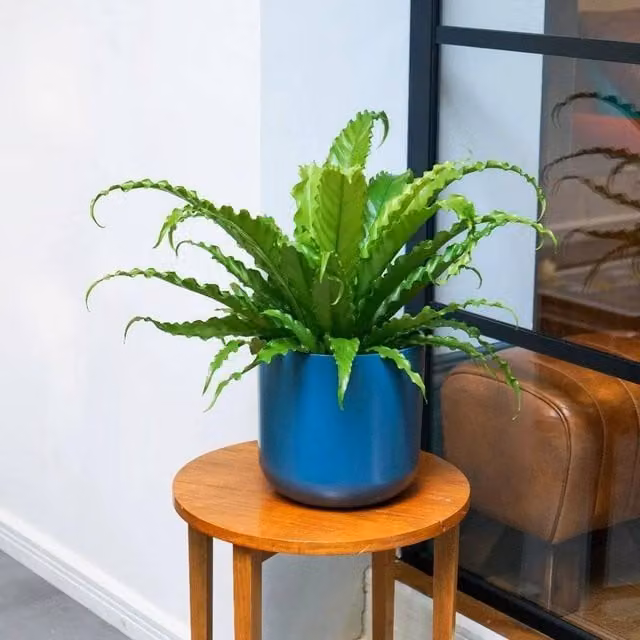 Primrose Asplenium Antiquum Osaka Japanese Bird's Nest Fern, Green, Height: 45 cm