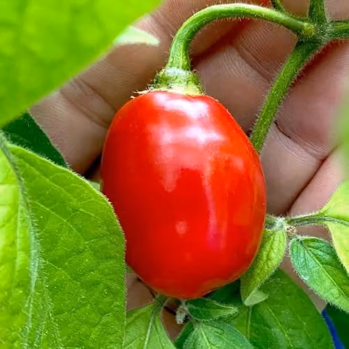 T&M Scallywag Chilli Pepper Seeds, Early-Ripening Rocoto Mini Bell Pepper-Shaped Hot Chillies, 8 Seeds per Packet