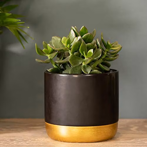 Thompson and Morgan Crassula ovata Hulk Money Tree Jade Plant Succulent Indoor House Plant, 1 x 12cm Pot