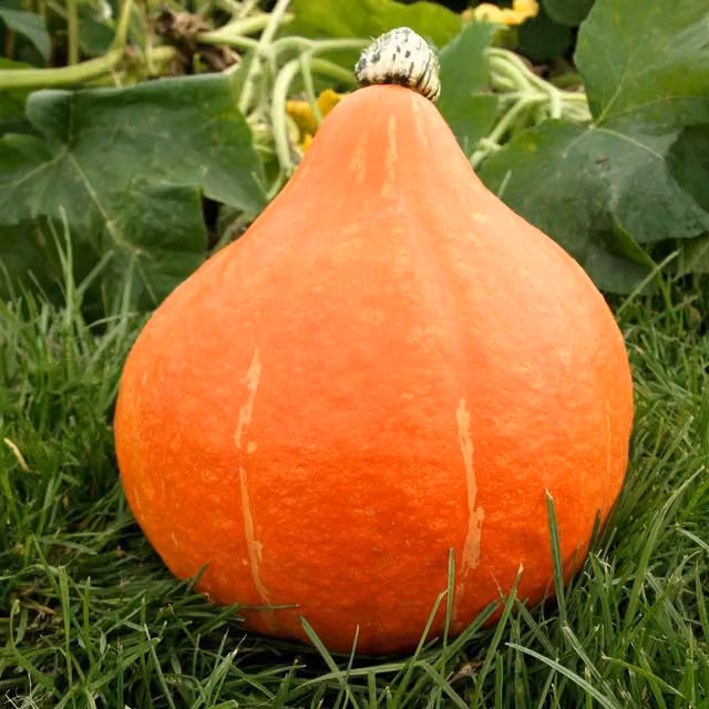 Marshalls Potimarron Squash Seeds, Chestnut Pumpkin, 20 Seeds