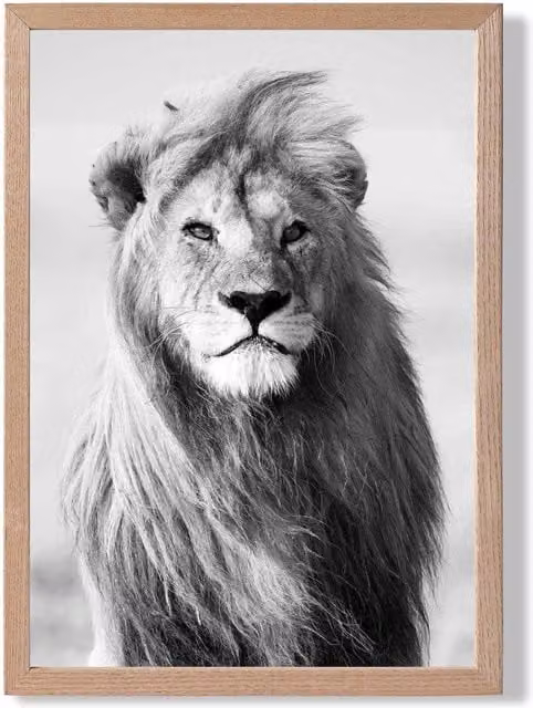ARTZE Regal Lion Animal Black and White Framed Photo Print with Oak Frame