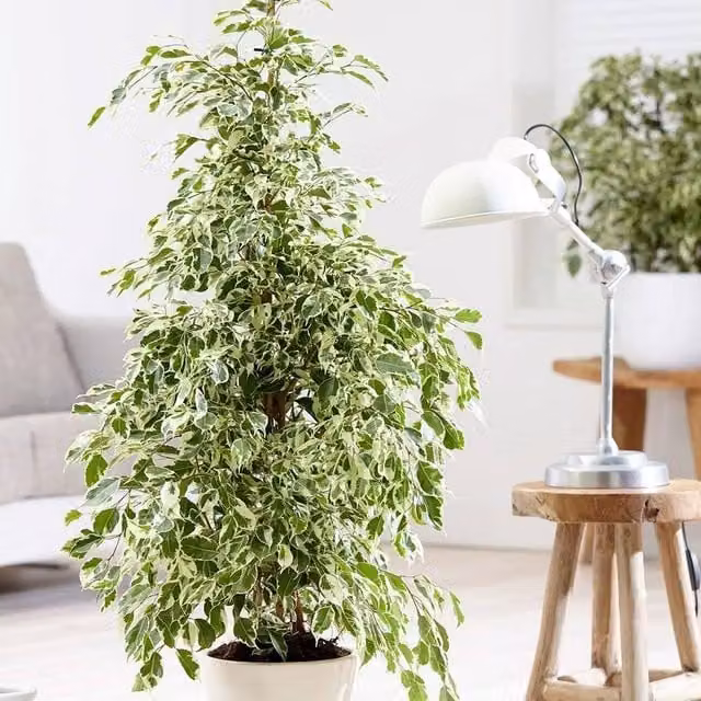 Primrose Ficus Benjamina Twilight Weeping Fig Indoor House Plant in a 21cm Green Pot, Height: 1.0 m