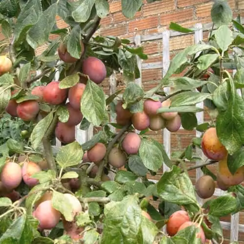 Thompson & Morgan Victoria Plum Tree, Self-Fertile Fruit Tree for Small Gardens and Containers, 4.5 Litre Potted Plant
