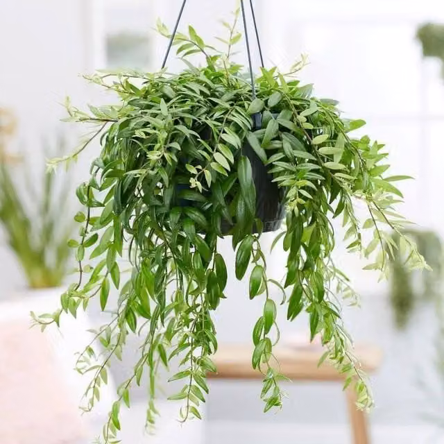Primrose Aeschynanthus Japhrolepis Lipstick Plant in 15 cm Pot