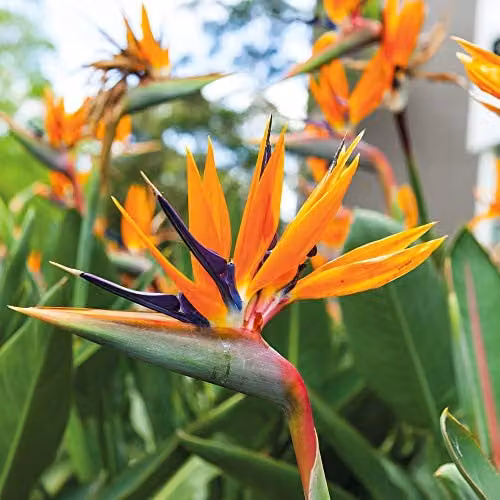 Thompson and Morgan Strelitzia Bird of Paradise Indoor Flowering House Plant, 2 x 13cm Potted Plants