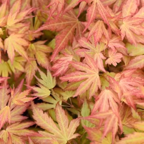 Thompson & Morgan Acer palmatum Orange Dream Hardy Japanese Maple Ornamental Tree, 1x 15cm Potted Plant