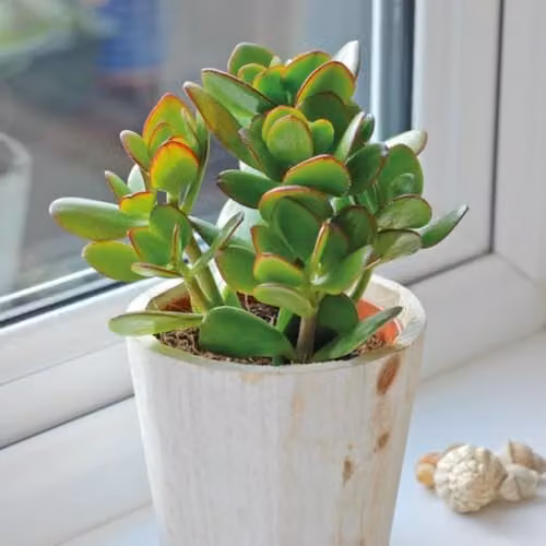 Thompson and Morgan Crassula Ovata Jade Plant Succulent with Green Leaves and Red-Brown Edging in a 12cm Pot