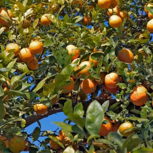 Thompson and Morgan Rangpur Lime Half-Hardy Fruit Tree with Glossy Foliage and Scented White Flowers in a 5 Litre Pot