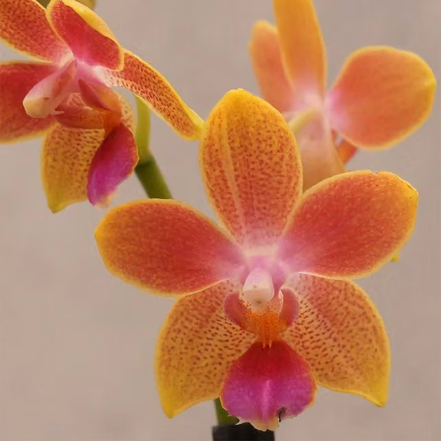 Aromio Primrose Phalaenopsis Orchid in Orange and Pink, Height: 25 cm, Pot Size: 7 cm
