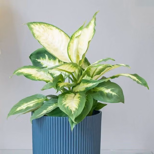 Primrose Dieffenbachia Compacta Dumb Cane Indoor House Plant in a 12cm Pot, Height: 40 cm