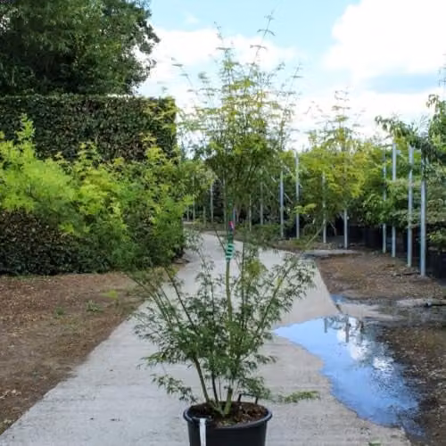 Thompson & Morgan Acer palmatum Seiryu Japanese Maple Ornamental Tree with Green Leaves Turning Autumn Colours, 12 Litre Pot