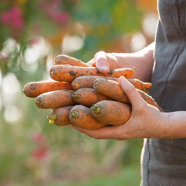 Marshalls Autumn King 2 Carrot Seeds, Orange, 16,900 Seeds