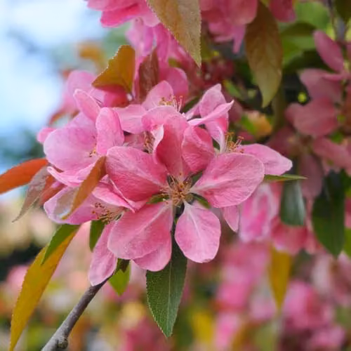 Thompson & Morgan Malus Royalty Crab Apple Tree with Mahogany Foliage and Red Fruit, 2 Litre Pot