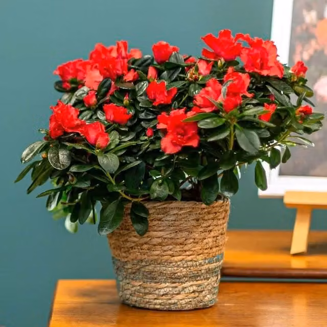 Primrose Flandresse Red Azalea Flowering Indoor House Plant, Height: 25 cm, 12 cm Pot