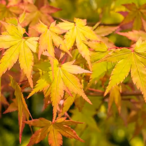 Thompson & Morgan Acer Palmatum Japanese Maple Ornamental Tree, 3.5 Litre Potted Plant with Multicolour Foliage