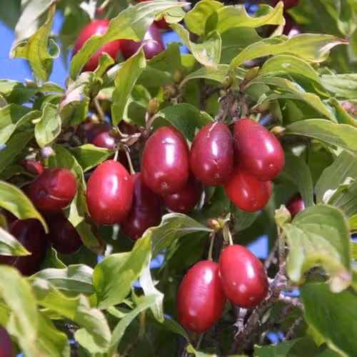 Thompson & Morgan Cornus mas Kazanlak Cornelian Cherry Fruit Tree, 7.5 Litre Pot