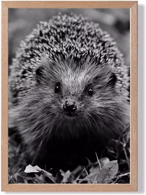 ARTZE Curious Hedgehog Black and White Animal Photo Framed Print with Oak Frame, A4