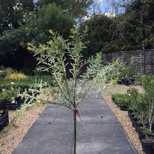 Thompson and Morgan Salix Integra Hakuro-nishiki Flaming Shrimp Standard Ornamental Shrub, 2 x 80cm Stem, 21cm Pot
