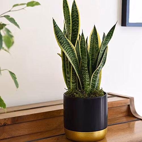Thompson & Morgan Set of 2 Sansevieria Snake Plants in 12cm Pots, Green and Gold Indoor Evergreen Foliage Plants