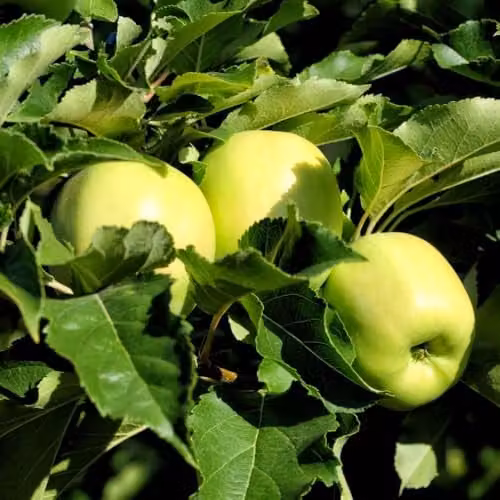 Thompson & Morgan Golden Delicious Apple Fruit Tree for Dessert and Cooking, 4 Litre Pot