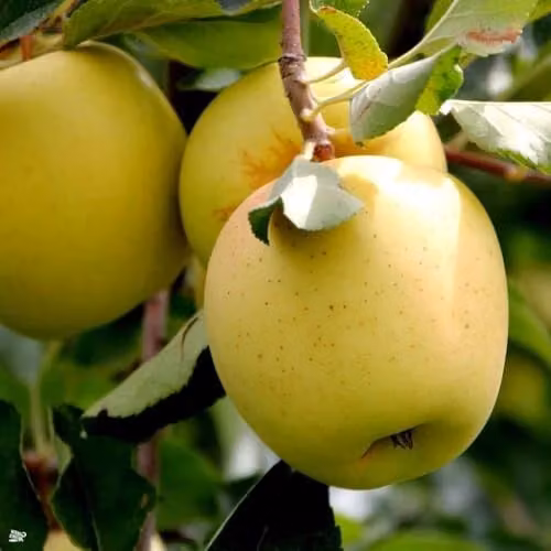 Direct Plants Golden Delicious Apple Fruit Tree, 182.88 cm Tall, in a 12 Litre Pot